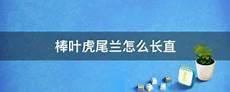 泽塔叶虎是阿斯特拉