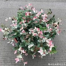 俞凤琴石更夫人路线