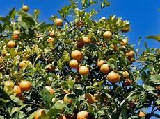 citrus樱花